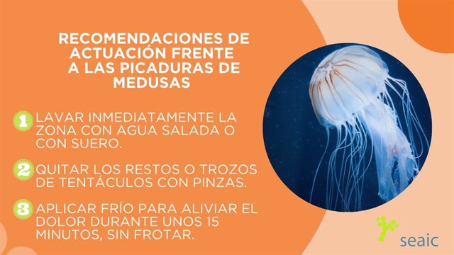 Archivo - Recomendaciones de actuación frente a las picaduras de medusas elaboradas por la Sociedad Española de Alergología e Inmunología Clínica (SEAIC).