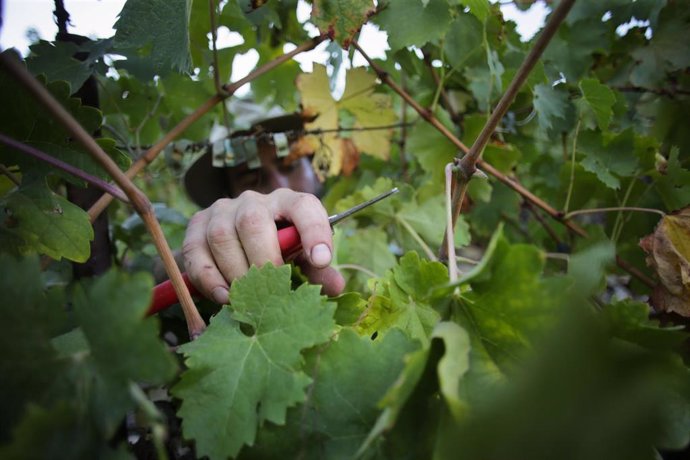 Archivo - Un vendimiador recogiendo racimos de garnacha