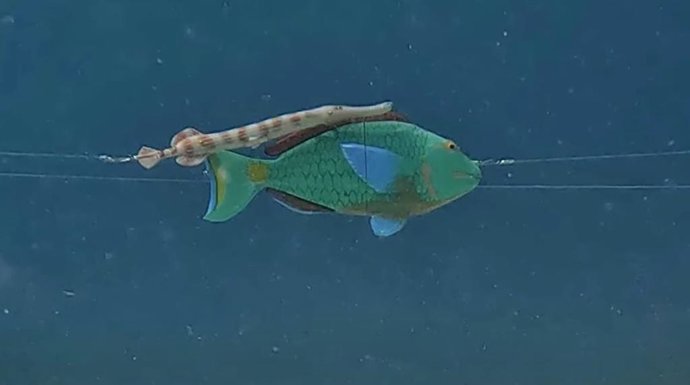 Pez depreador ocultándose en otro para acercarse a la presa