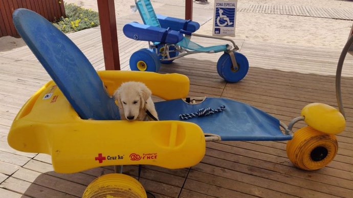 Chui, un cachorro de golden retriever que se está entrenando como futuro socorrista canino en la playa de la Barrosa de Chiclana