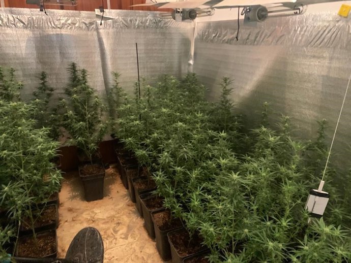 Una de las plantaciones de marihuana desmanteladas por la Guardia Civil en Hinojosa del Duque.