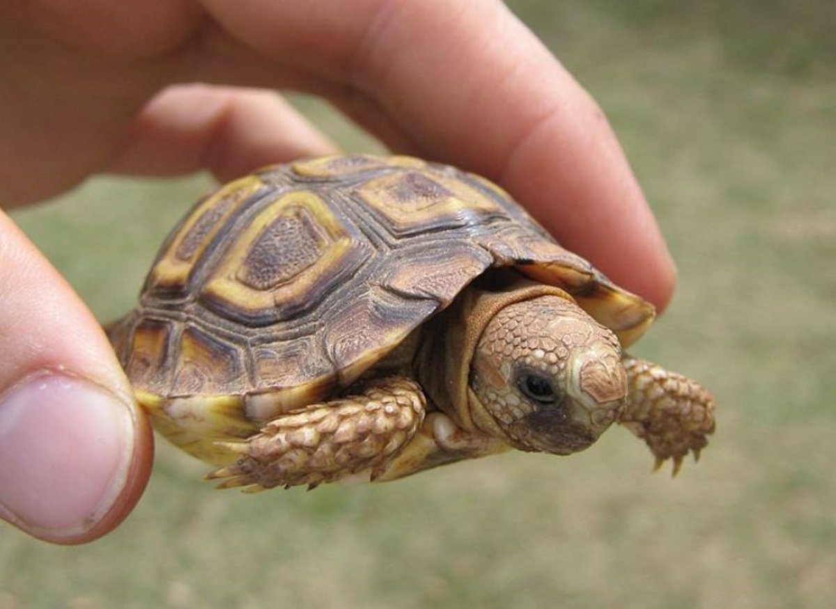 Nowe wyjaśnienie rozbieżnych rozmiarów żółwi
