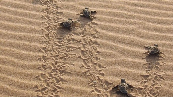 Tortuga Boba en el Campamento Tortuga del Parador de El Saler.