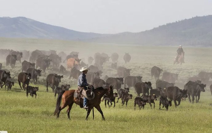 Ganado en Colorado (EEUU)