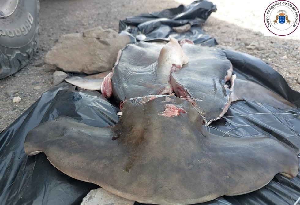 Tiburón martillo capturado y despiezado en Fuerteventura