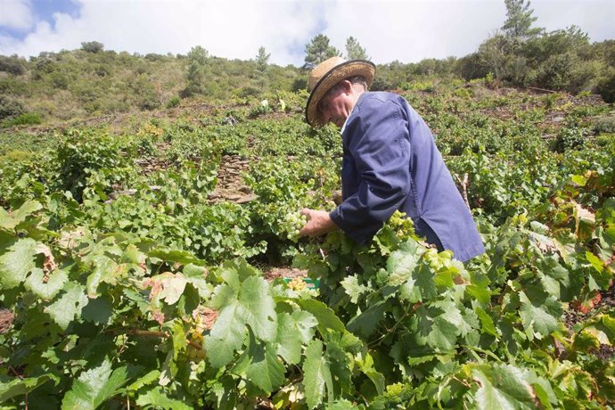 Archivo - Viticultores