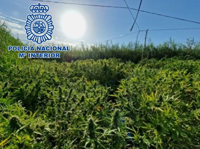 Archivo - Plantación exterior de marihuana, en imagen de archivo