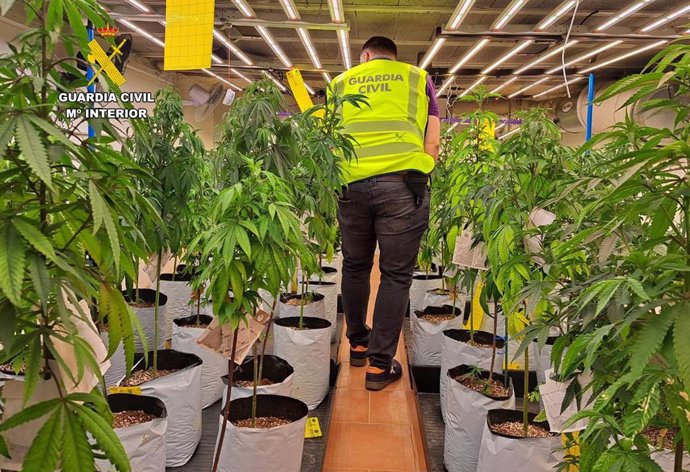 Nota De Prensa Guardia Civil Desmantela Plantación Indoor Marihuana