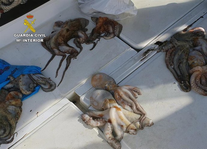 Pulpos intervenidos por el SEPRONA