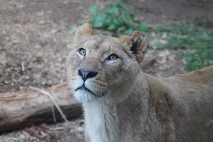 Archivo - Hembra de león africano llegado a Terra Natura Murcia