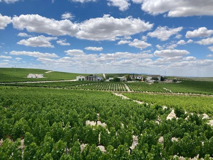 Archivo - Viñedos en la provincia de Córdoba.