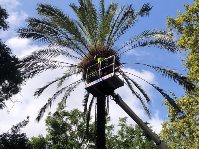 Revisió d'una palmera aquest dimecres a la plaa Pes de la Palla de Barcelona