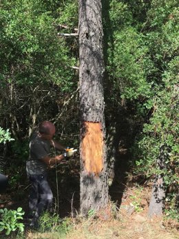 Árbol del paraje natural de Poblet (Tarragona) afectado por los insectos perforadores.