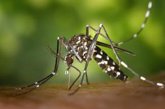 Foto: Detectan por primera vez en Galicia ejemplares del 'mosquito tigre', potencial transmisor de dengue, chikungunya o Zika