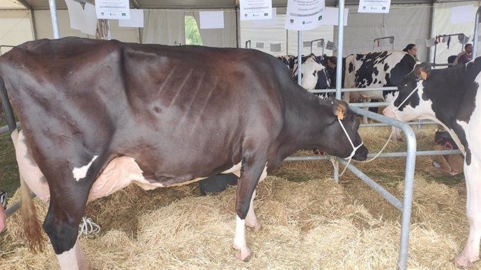 Archivo - Mercado de ganado en Villaviciosa, vacas, rural, sector primario