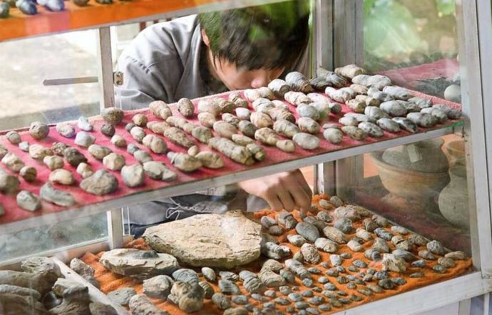 Coprolitos recolectados en la aldea de Nong Yakong, provincia de Chaiyaphum, Tailandia.