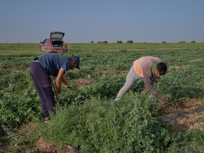 Dos agricultores recogen los frutos, a 20 de julio de 2023, en Alcázar de San Juan, Ciudad Real, Castilla-La Mancha (España). La escasa oferta de melones y sandías ha hecho que suba el precio de estas frutas típicas del verano, alcanzando los 2,50 euros