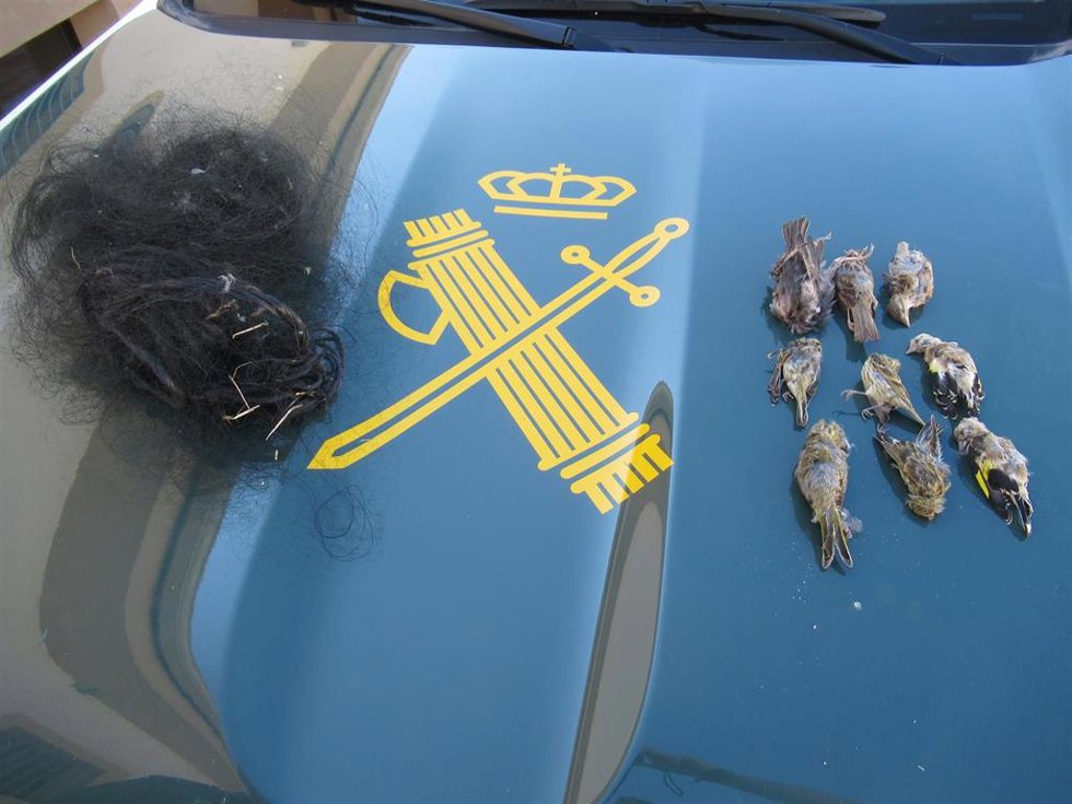 Aves que resultaron muertas al ser capturadas mediante una 'red de niebla' (izda.)
