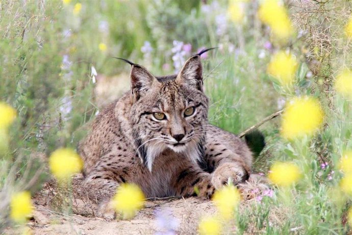 Archivo - Un lince, en una imagen de archivo.