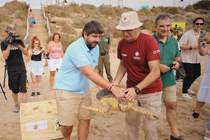 El presidente de la Comunidad en funciones, Fernando López Miras, ayuda a liberar un ejemplar de tortuga boba en la playa de la Carolina, en el espacio protegido de Cuatro Calas de Águilas.