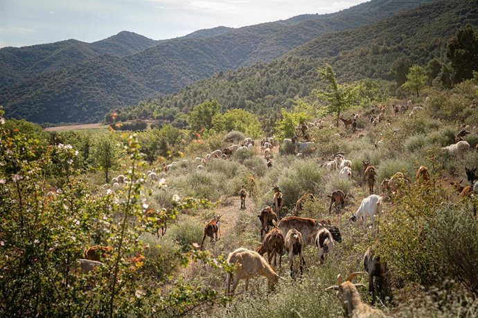 Familia Torres introduce el pastoreo con animales para limpiar y gestionar sus bosques.