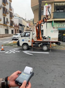 Revisión de las palmeras de Huelva.