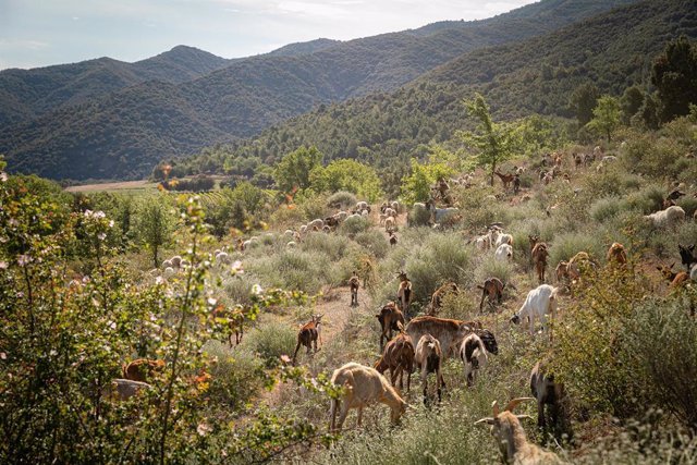 Família Torres introdueix el pasturatge amb animals per netejar i gestionar els seus boscos.
