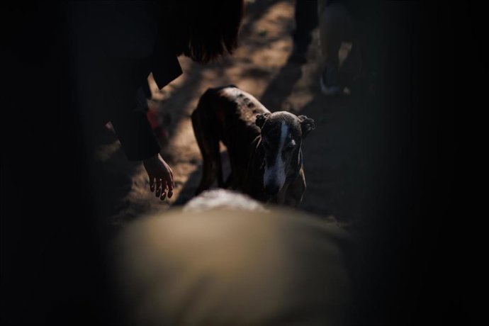 Archivo - Un galgo en una protectora