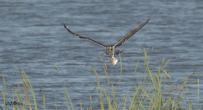 Ejemplar de águila pescadora en la Laguna Primera de Palos (Huelva).
