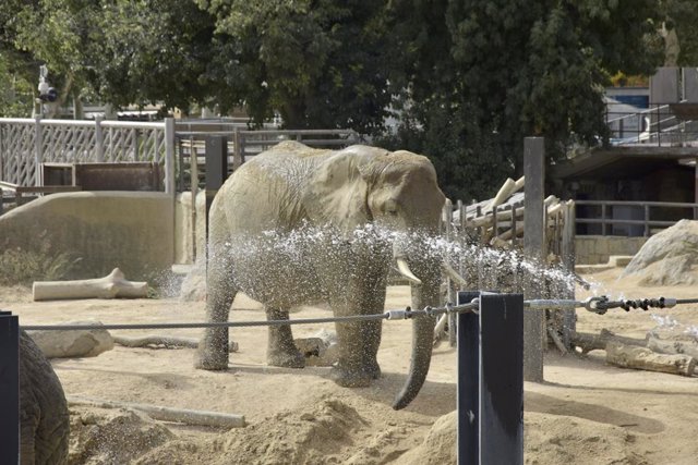 Una elefanta es refresca al  Zoo de Barcelona.