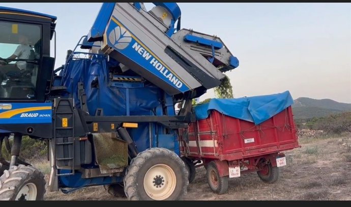 Vendimia en la Cooperativa de Aldeanueva