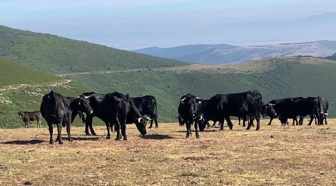 Explotación ganadera de Pazuengos propiedad del Gobierno de La Rioja.