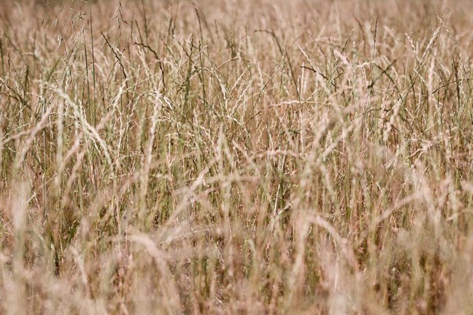 Recogida de trigo en la parroquia de Calvo, a 31 de julio de 2023, en Abadin, Lugo, Galicia (España). El sector ganadero prevé un aumento de los costes de piensos y forrajes los próximos meses, debido a que España enfrenta una cosecha de cereales, que se 