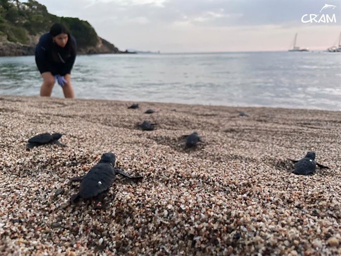 Neixen a Begur (Girona) i el Delta de l'Ebre (Tarragona) les primeres tortugues babaus de la temporada