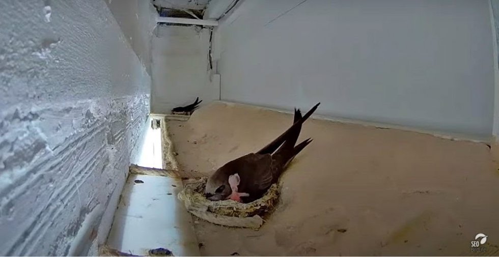 Segunda puesta de huevos de los vencejos pálidos que anidan en la ventana de un colegio de Jerez