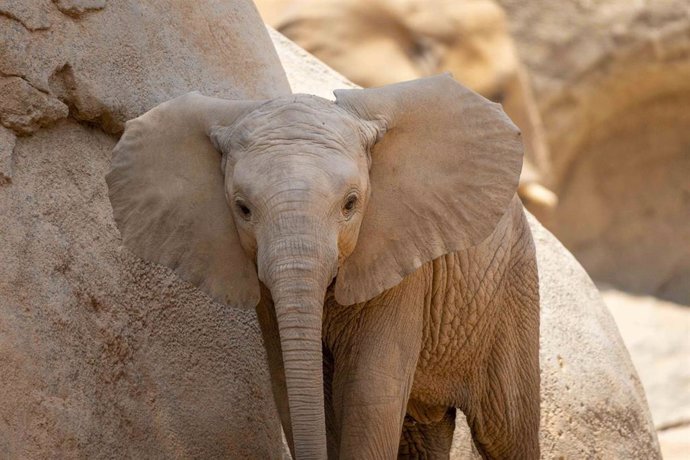 Archivo - La Fundación BIOPARC promueve un exitoso proyecto internacional de conservación del elefante