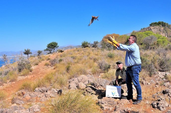 Suelta de aves silvestres recuperadas en el entorno de Cerro Gordo