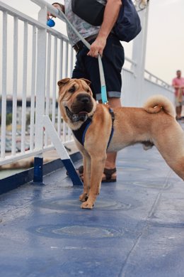 Perro viajando en ferri.