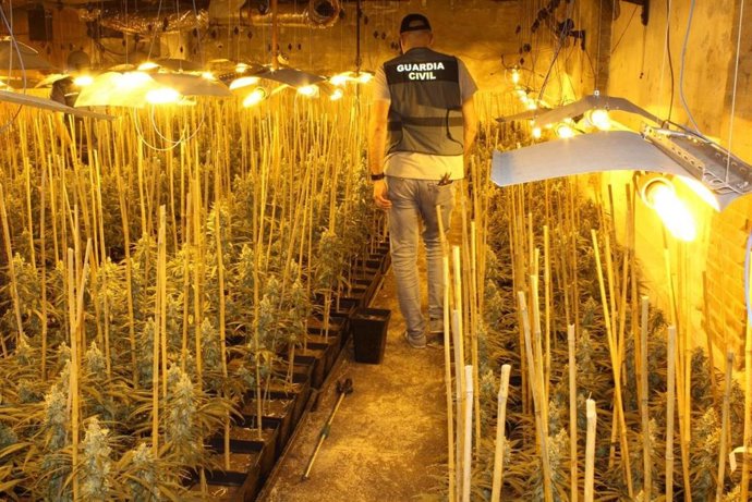 Archivo - Plantación de marihuana. Imagen de Archivo