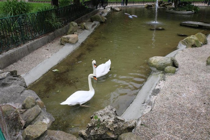 Archivo - Cisnes en un estanque de San Sebastián