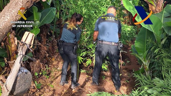 Incautados más de 4.000 kg de cogollos de marihuana y 289 plantas de la misma sustancia en una finca del municipio de Garafía, La Palma