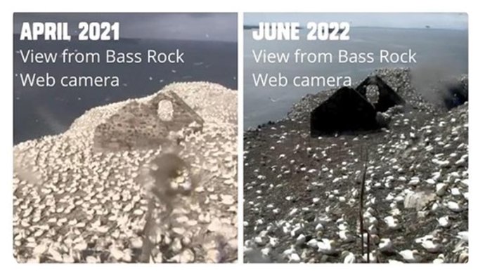 El impacto sobre la población de alcatraces se muestra en las imágenes tomadas de Bass Rock (Escocia), un islote que cada año en la época de cría se teñía de blanco por la presencia de más de 150.000 alcatraces.