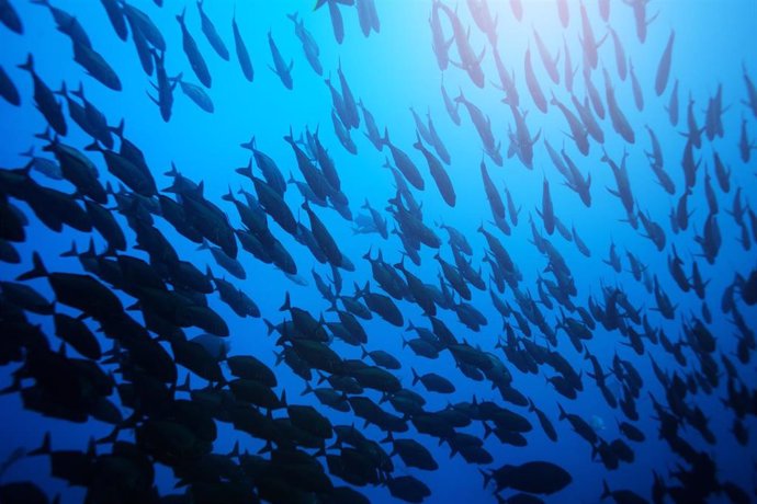 Archivo - Big fish school swimming deep underwater in Pacific ocean waters