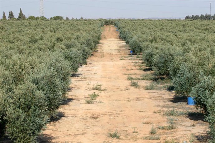 Archivo - Foto recurso de olivos en olivares de Andalucía.