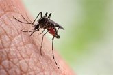 Foto: Bangladesh suma ya casi 70.000 casos de dengue en lo que llevamos de año, un brote "inusual"