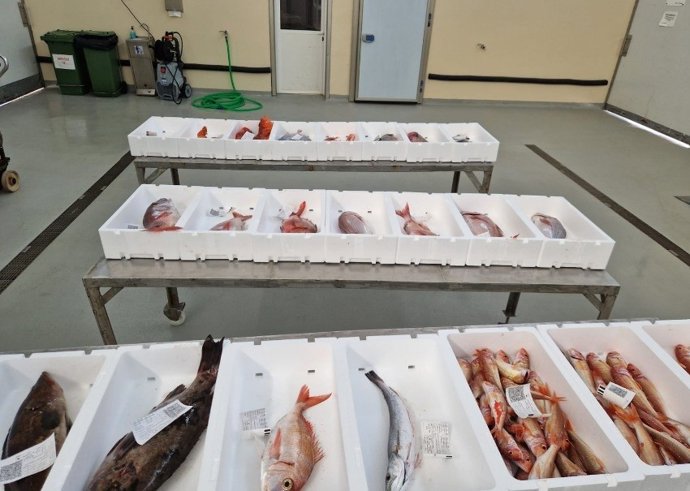 Capturas de la flota pesquera de La Atunara, en La Línea de la Concepción (Cádiz)