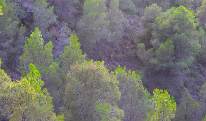 Dos ejemplares de muflones del Atlas, entre la zona boscosa más cercana al Cejo de los Enamorados