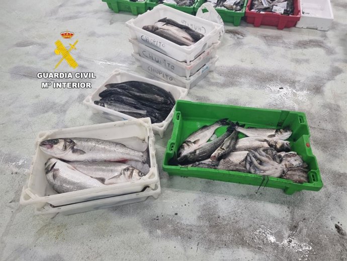 Pescado incautado por la Guardia Civil.