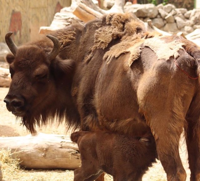 Nace una hembra de bisonte europeo en el Zoobotánico de Jerez.