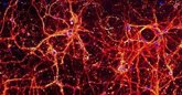 Foto: Descubren cómo las neuronas dejan espacio para crecer en un órgano en desarrollo